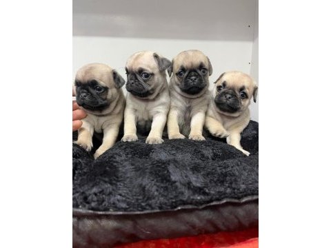 Pug mops yavrularımız