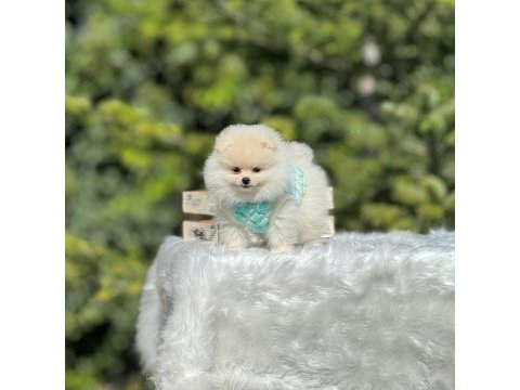 Birbirinden güzel pomeranian bebeklerimiz