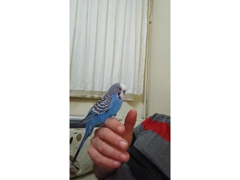 Konuşan eline kola gelen muhabbet kuşu