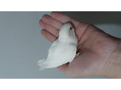 Albino yeni yeme düşmek üzere olan cennet papağanı bebek