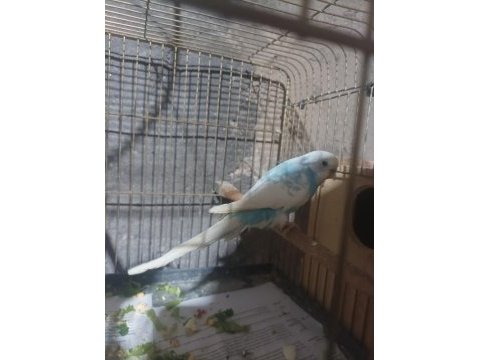 Çek çift muhabbet kuşu yavrulu
