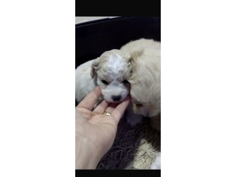 Dişi erkek maltipoo yavrularımız