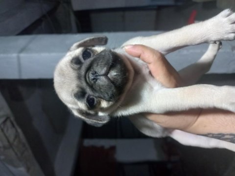 Pug bebekleri