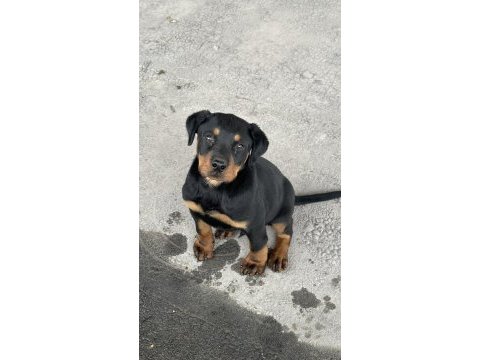 Safkan rottweiler 60 günlük erkek dişi yavru