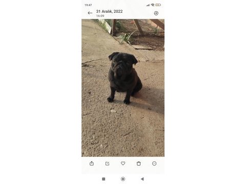 Yetişkin pug mops dişiler