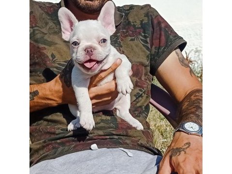 Ankara exotic french bulldog