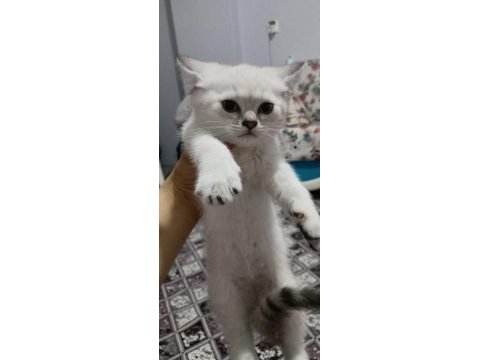 Silver british shorthair bebelerimiz hazır