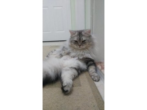 Chinchilla oğlumuza eş arıyoruz