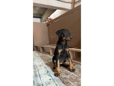 Irkının en kalitelisi doberman yavrular