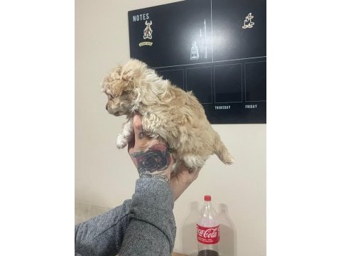 Bebişlerim kore anne kore babadan olma safkan maltipoo