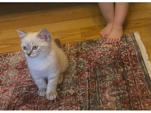 Sahibinden tüm eşyaları ile uyguna safkan kedimiz