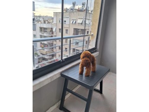 5 aylik erkek toy poodle