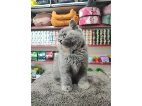 British shorthair 2 aylık bebek dişi