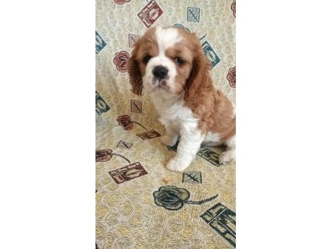 A kalite bebekler yeni sahibini bekliyor cavalier