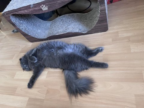 Scottish fold kızıma british longhair arıyorum