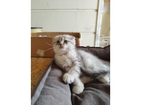 Sahiplendirilmek üzere 5 adet yavrumuz mevcut.