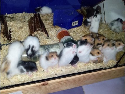 Yavru hamsterlar