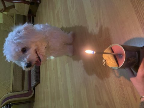 Maltese terrier 2 buçuk yaşında