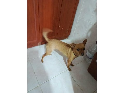 1.5 yaşındaki pinscher kızımıza yuva arıyoruz