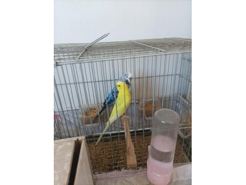 Muhabbet kuşu evinizin neşesi olacaklar