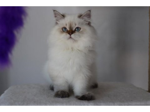 British longhair