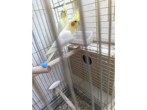 Bir yaşında kırmızı göz iri boy sultan papağanı