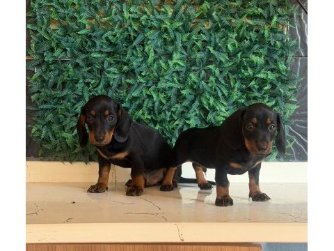 Black tan dachshund yavrular