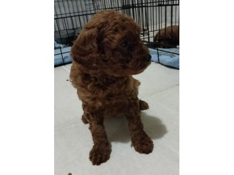 Şecereli red brown kore toy poodle yavruları