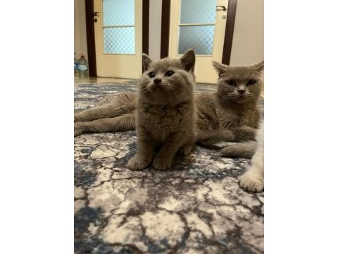İşte lilac british shorthair güzeli