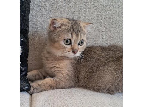 Scottish fold dişi kedimiz