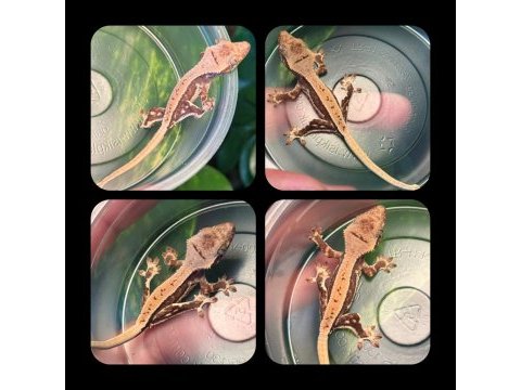 Crested gecko yavrular