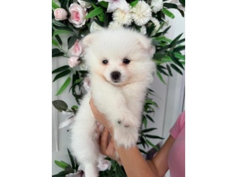 Babby pomeranians