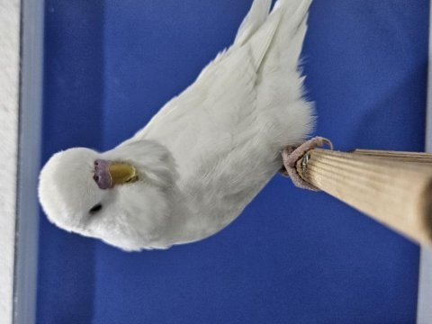 Yeni yeme düşen jumbo muhabbet kuşu yavrular