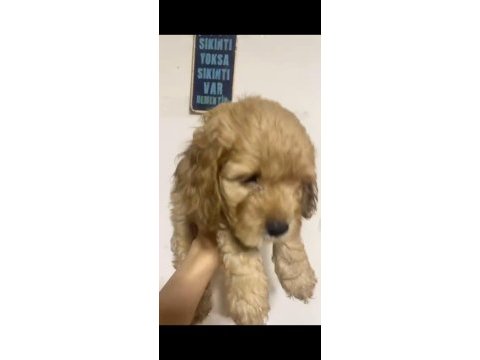 Maltipoo yavrular