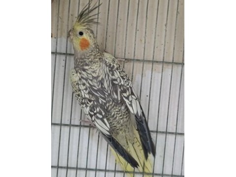 1 yaşında erkek sultan papağanı