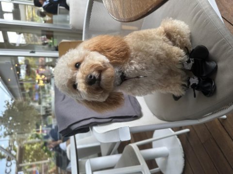 9 aylık uyumlu eğitimli toy poodle