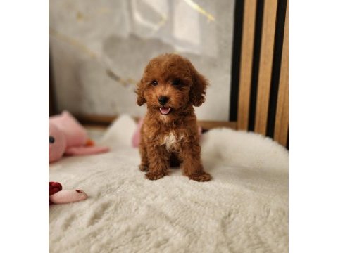 Aşılı maltipoo  yavrularımız 