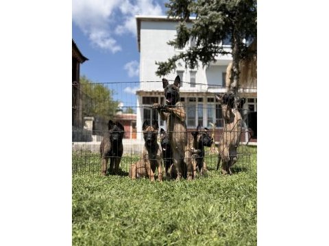 Belçika malinois yavrular