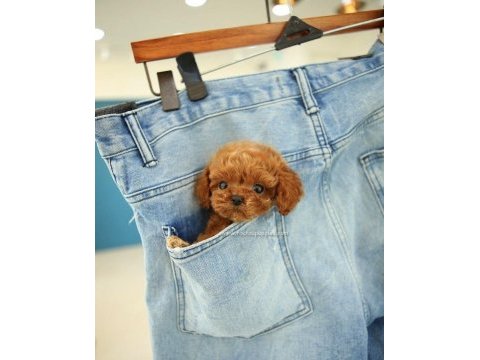 Özenle yetiştirilmiş safkan teacup poodle yavrular