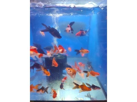 Yavru oranda japon balıklar