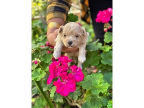 İrk garantili maltipoo yavrular