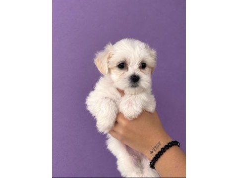 Maltese terrier yavrular