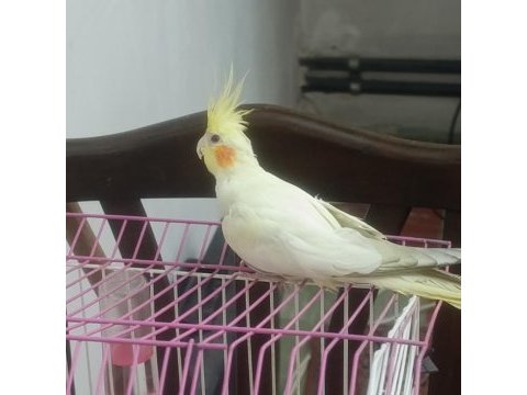 Lutino erkek 5 aylık sultan papağanı