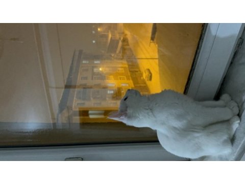 Chinchilla van kedisi kırması