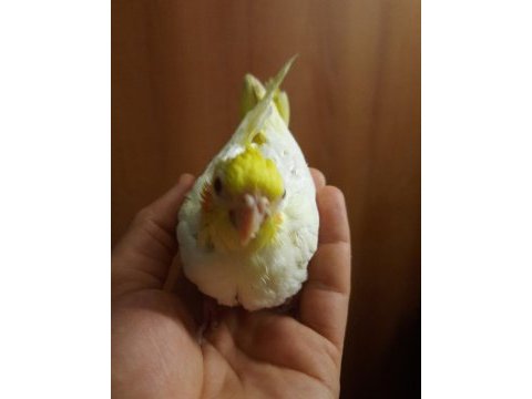 Yavru sultan papağanlar