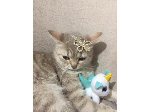 1 yaşında british shorthair sahiplendirme
