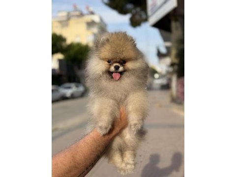 Gülen surat ayıcık pomeranian boo
