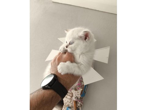 Safkan oyuncu huzur ve mutluluk verici patiler