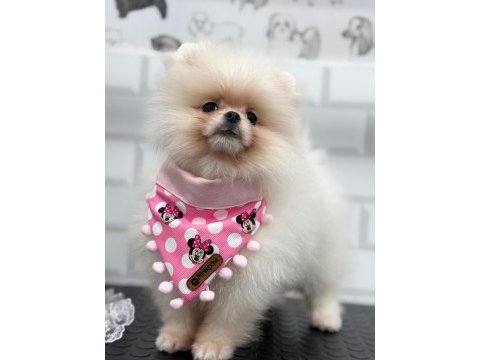 Safkan orjinal şecereli pomeranian boo yavrular