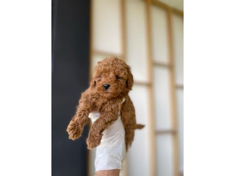 Red brown toy poodle yavrular